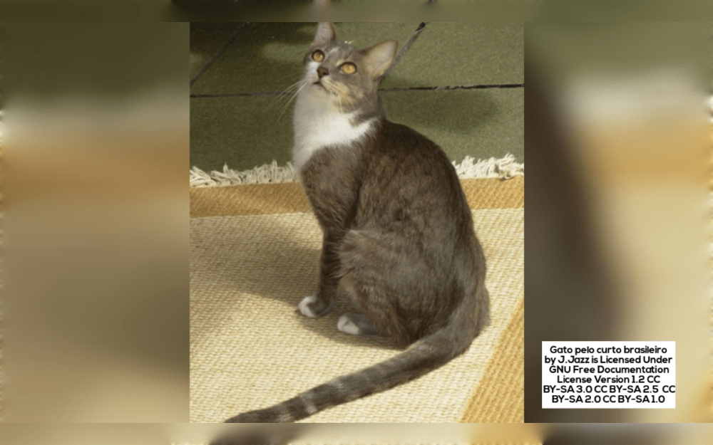 Brazilian Shorthair also known as Pelo Curto Brasileiro, was the first breed to originated in Brazil and first officially recognized breed.They have an athletic, balanced body and are medium-sized, muscular cats. 