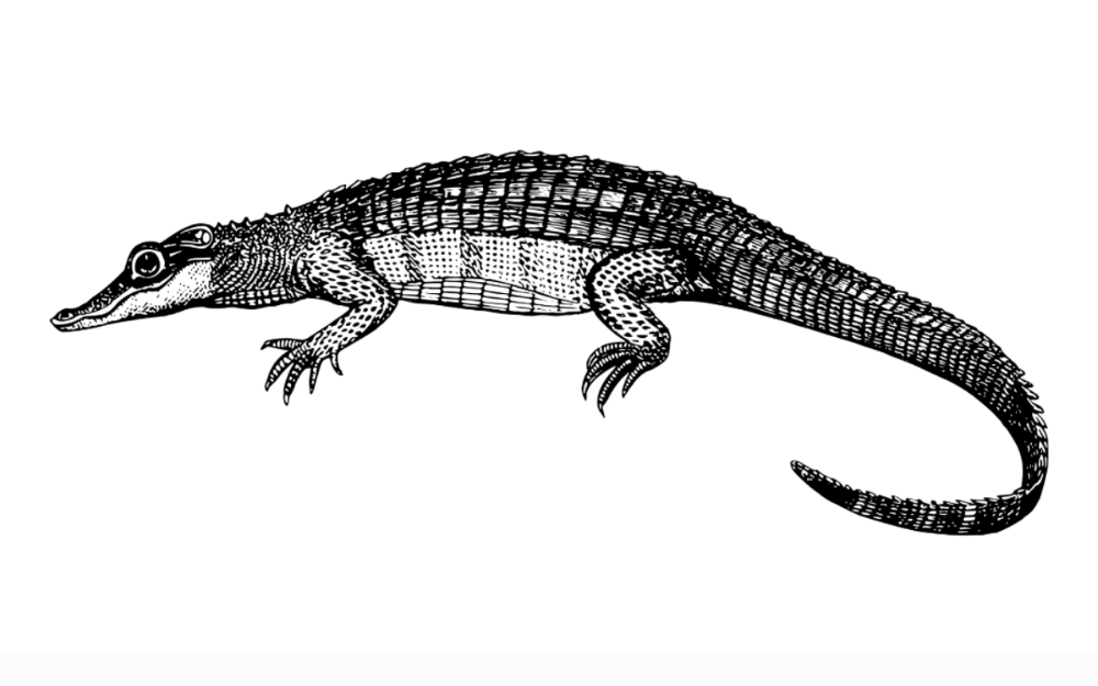 A massive alligator wandered right up to a family's front porch in Palm Bay, Florida, United States and refused to leave.The massive alligator crawling out of nearby vegetation and headed directly for the front door. 