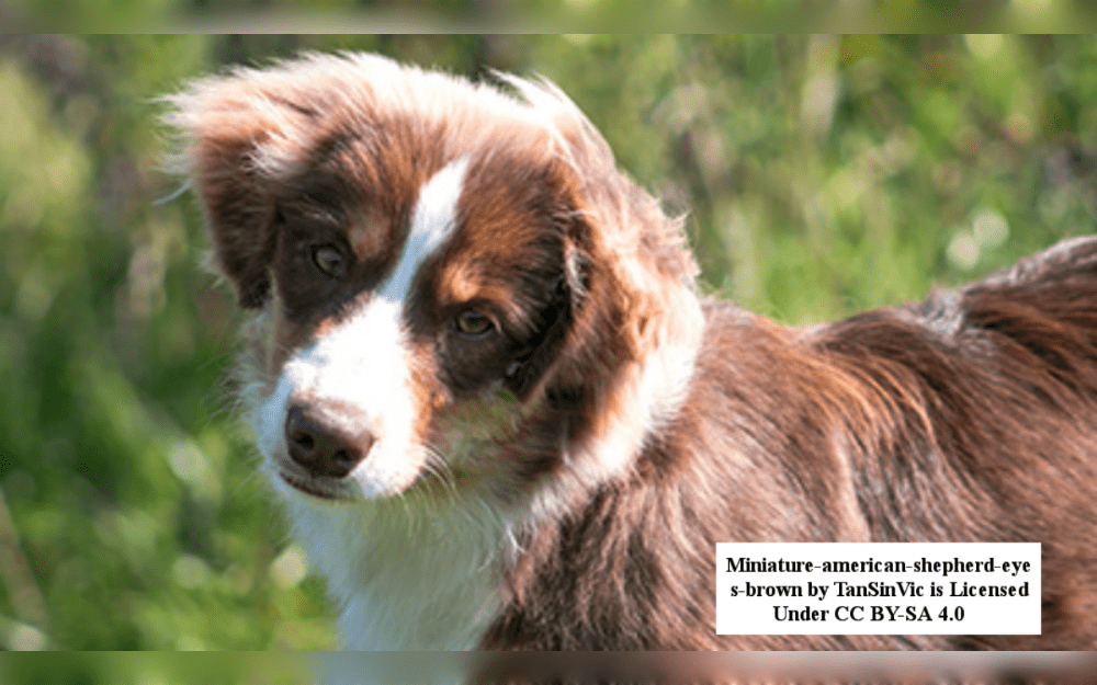 The American breed of small to medium-sized herding dogs is known as the miniature American shepherd or Mini Aussies. They have a medium-length double coat that can be blue, blue merle, red, or red merle with or without tan points and white markings.