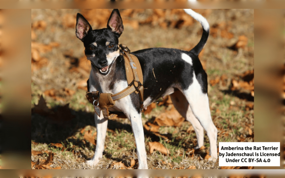 Originally used to keep rodents off farms, the Rat Terrier is a small, compact dog originating in the United States. Their build is athletic and compact.They have short coats with different patterns and colors including White, black, brown, tan and gray. 