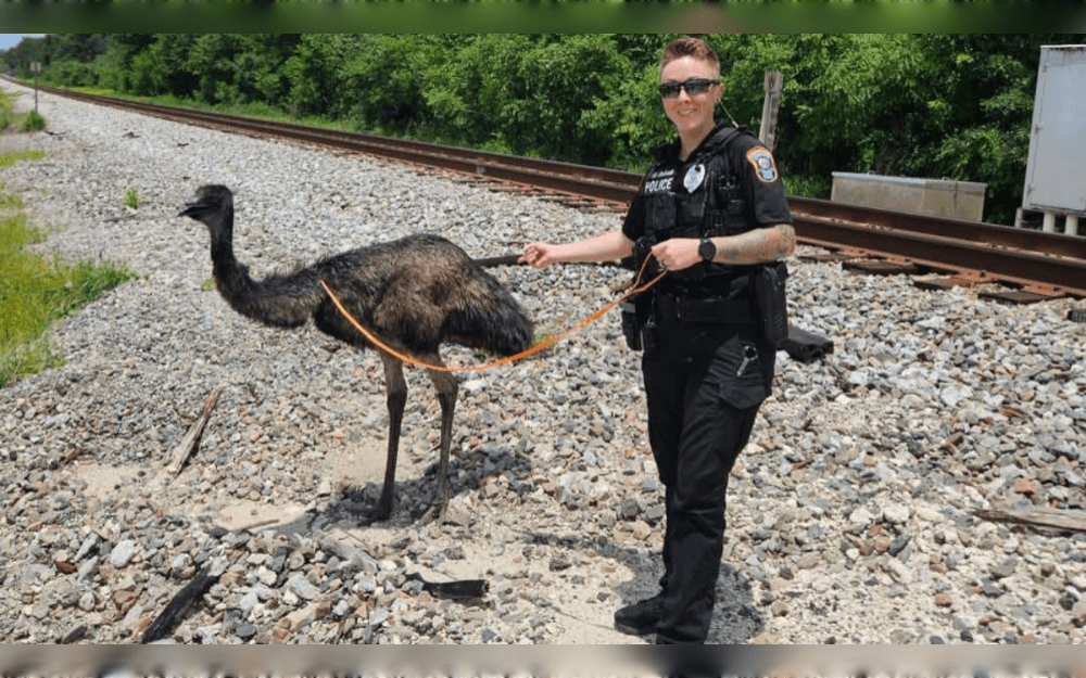 After wandering through the Dade City, Florida, a loose emu caused an unusual police chase until police were able to control the bird.When a loose emu began wandering around town early in the morning, dispatch sent officers on the unusual call for an impromptu footrace.