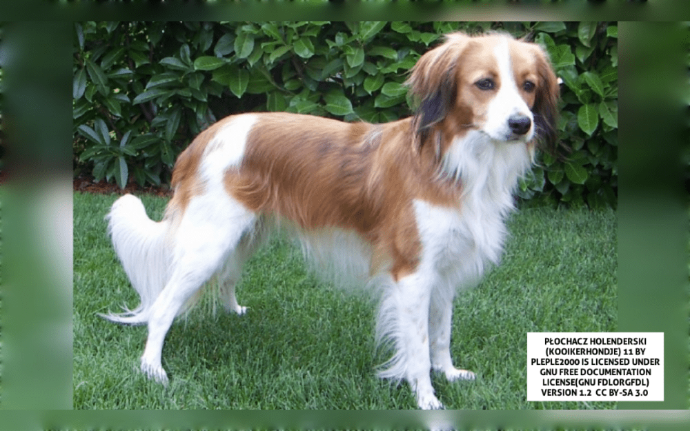 A small to medium sized spaniel-type breed from the Netherlands is called the Nederlandse Kooikerhondje or Kooiker.Originally, the Kooikerhondje was a working dog used as a duck decoy in intricate duck traps.