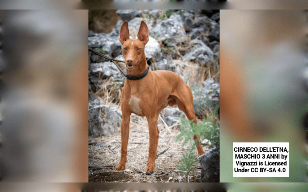The Cirneco dell'Etna dog is medium sized indigenous to the Mediterranean island of Sicily, Italy.They have a light build, a square body, and fine hair.Their coats are either reddish or fawn in color. Their ears are large, erect, and high-set.