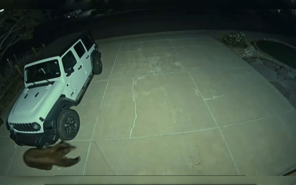 Colorado's Manitou Springs Police Department (MSPD) officers helped in the release of a bear that had become stuck in a car on July 29. Manitou Springs Fire Department (MSFD) crews were dispatched to a home in an attempt to remove a bear that had become stuck inside a car.