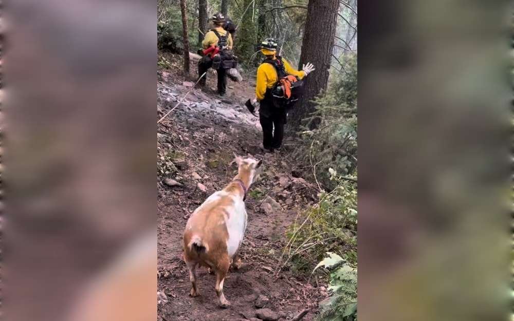 Recently, while Colorado firefighters were putting out a small wildfire, Goldie, a goat short for Golden Oreo, trailed firefighters as they cleared brush and actively battled the Rock Creek Fire in Colorado Springs.