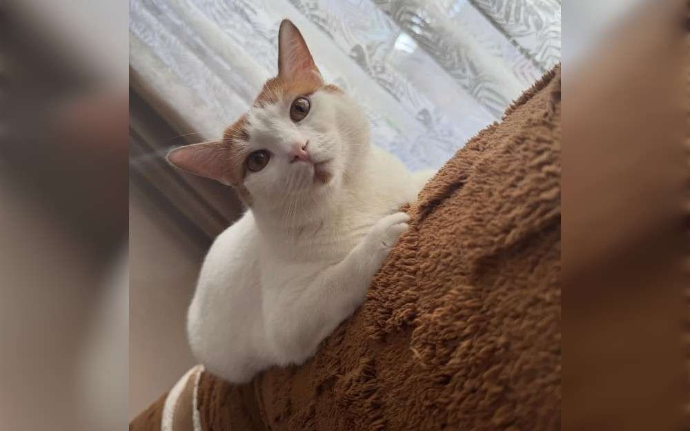 The Anatolian cat is a breed native to Turkey, also known to as the Turkish Shorthair.Their large, pointy ears are positioned close to one another and high on the head.Vibrant and expressive, the eyes are large and almond-shaped.