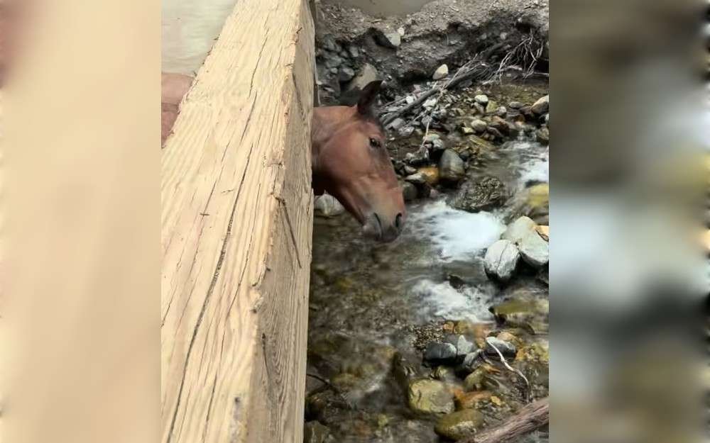 Recently, a horse with its head stuck in a bridge near Lytton in the interior of British Columbia was found.On his way into town, local truck driver Brian Hart found a horse with its head stuck in a bridge while driving along a rarely used gravel road.