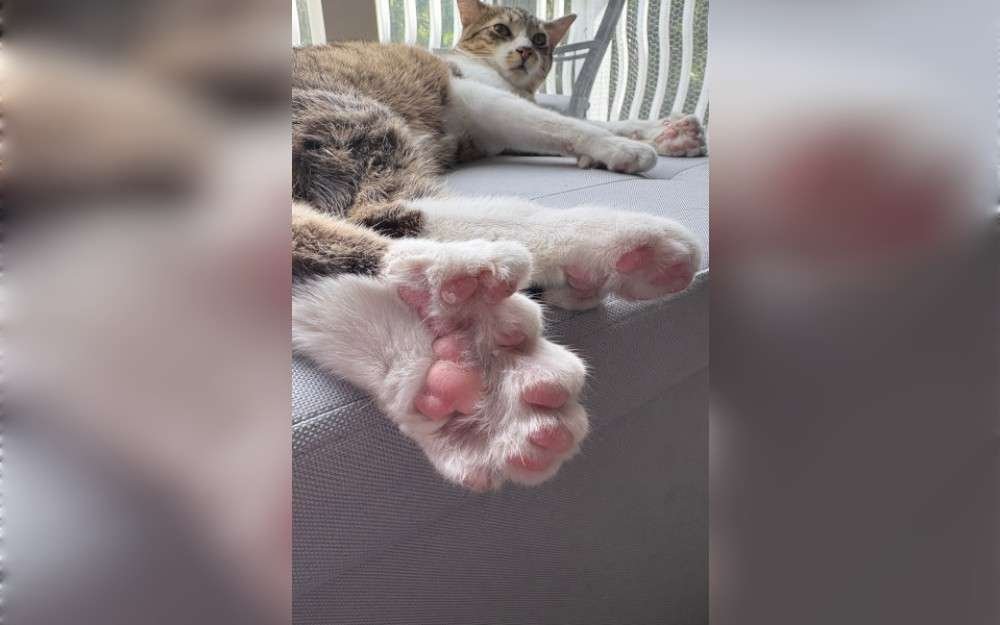 A 10-month-old kitten named Toby Henderson from USA has tied a long-standing Guinness World Records title for the most toes on a cat.