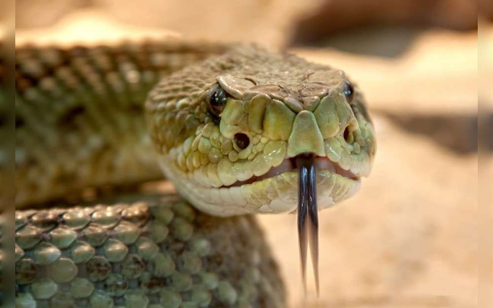 A Colorado man is recovering after being bitten three times by a rattlesnake while spending the day with his family near Estes Park, an experience that pushed him into anaphylactic shock and required 18 vials of antivenom.