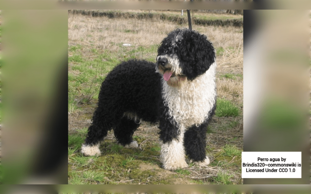 Spanish Water Dogs  known as Perro de Agua Español in Spanish, are medium-sized Spanish herding dogs.They have medium-length curly coats in shades of brown, brown and white, black, and black and white. 