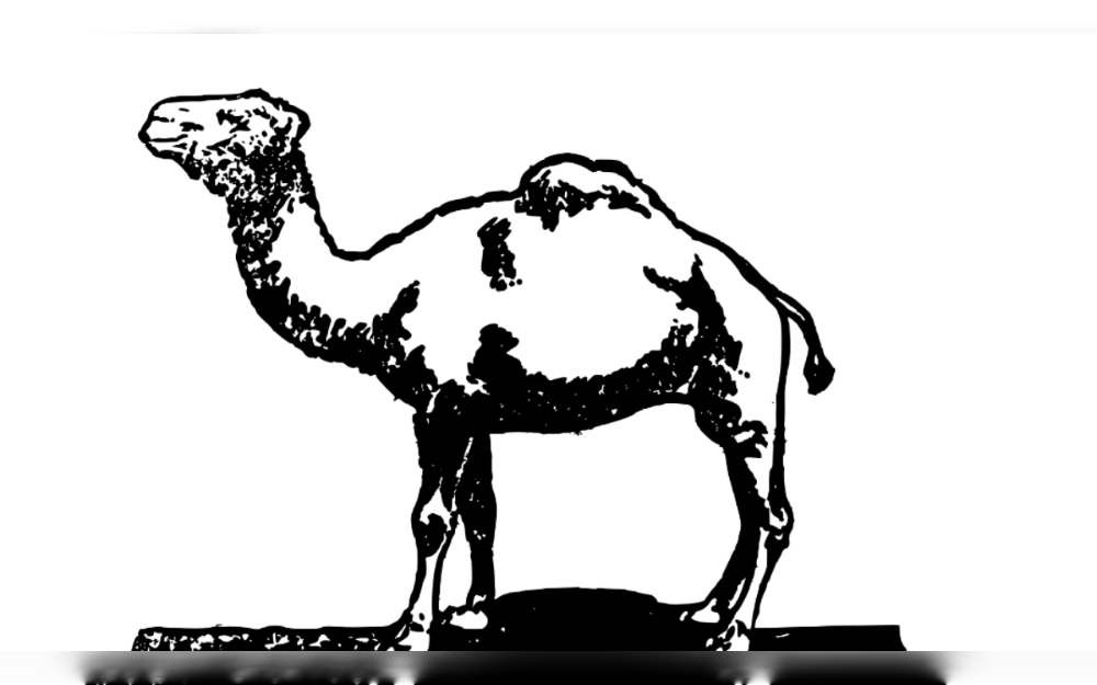 When a ride on Broome's Cable Beach went wrong on Saturday, a rogue camel bucked off two tourists, injuring them and sending them to the hospital.Red Sun Camels, the tour operator, called the event, which was captured on camera and shared online, a "one-off incident" when two tourists were flung to the ground, Perth Now reports.
