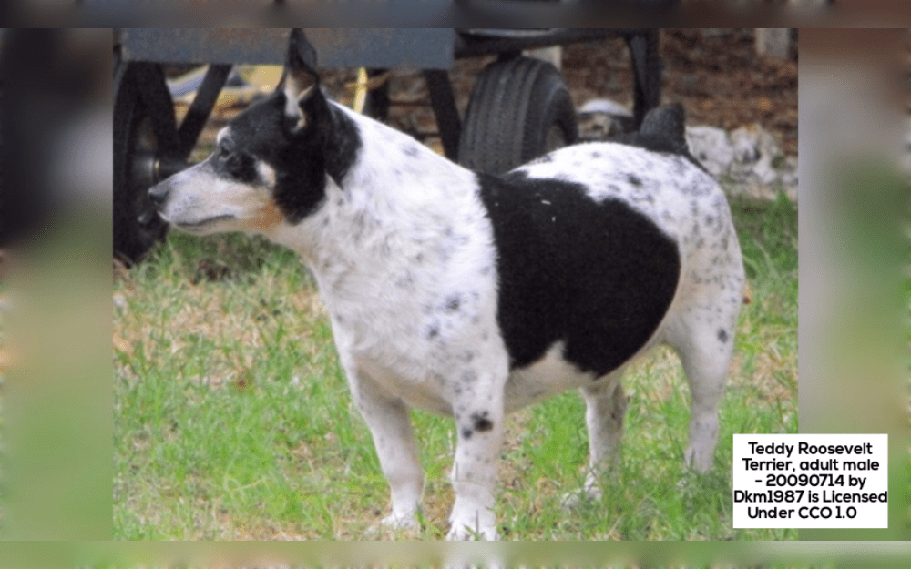 Originating in the United States, the Teddy Roosevelt Terrier bears the name of US President Theodore Roosevelt.This breed of small sized hunting terrier is chondroplastic, low-set, and rectangular in shape.