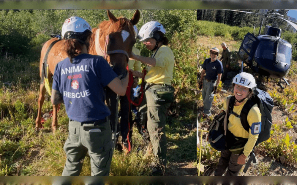 A coordinated helicopter operation involving multiple Northern California emergency response teams saved a horse that had become stuck high in the Granite Chief Wilderness in the Tahoe National Forest after its rider was tossed during the Tevis Cup endurance race on August 1. 