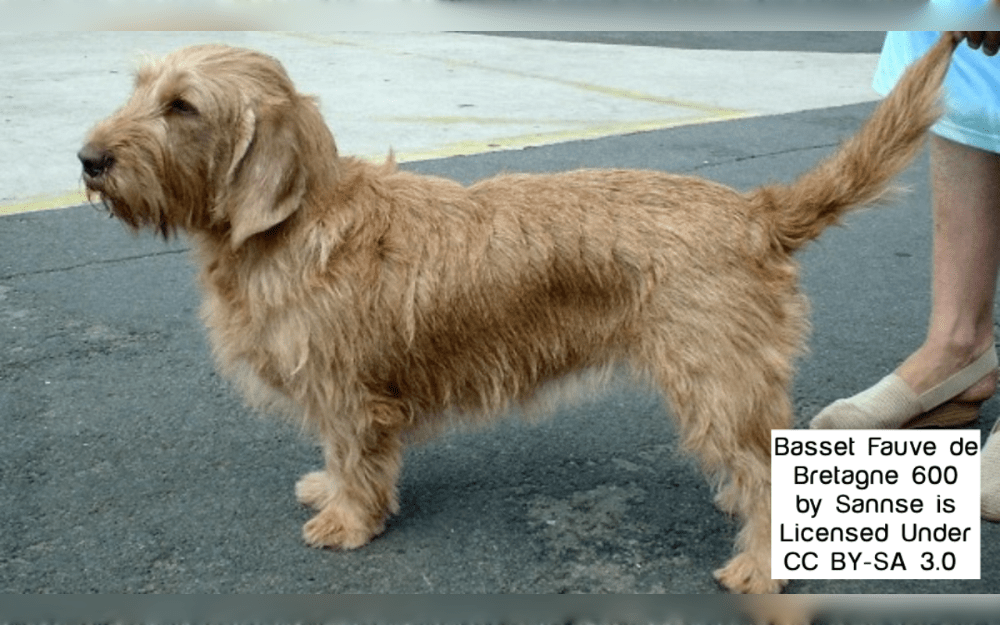 The medium sized Basset Fauve de Bretagne originated in the  Brittany region of northwest France.Their coats are hard and coarse, and they are typically reddish-brown with white spots. 