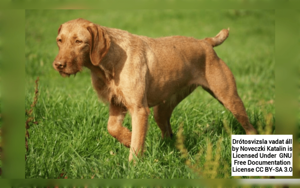 Hungarian Vizslas and German Wirehaired Pointers crossed to create the Hungarian Wirehaired Vizsla.The breed is a medium-sized, versatile hunting dog.Their double coat consists of a hard, wiry outer coat for protection and a soft undercoat for warmth.