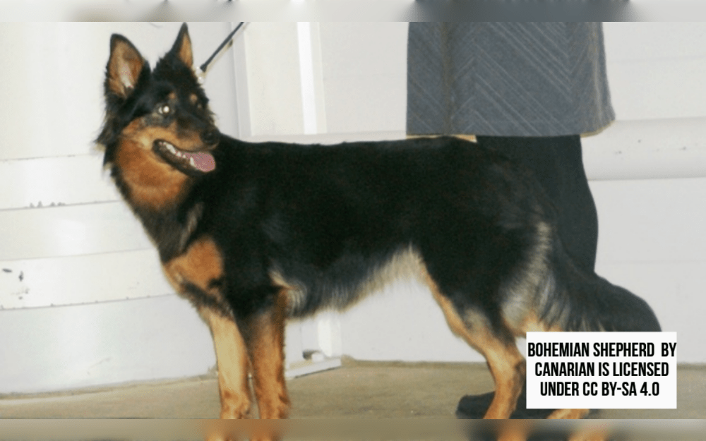 Originating in the Chod region of the Czech Republic, the Bohemian Shepherd also known as Chodský Pes, is an ancient dog breed used for guarding and herding.They are medium-sized dogs with shorter, erect, closely spaced ears and a long coat that is mostly black with tan-rusty markings.