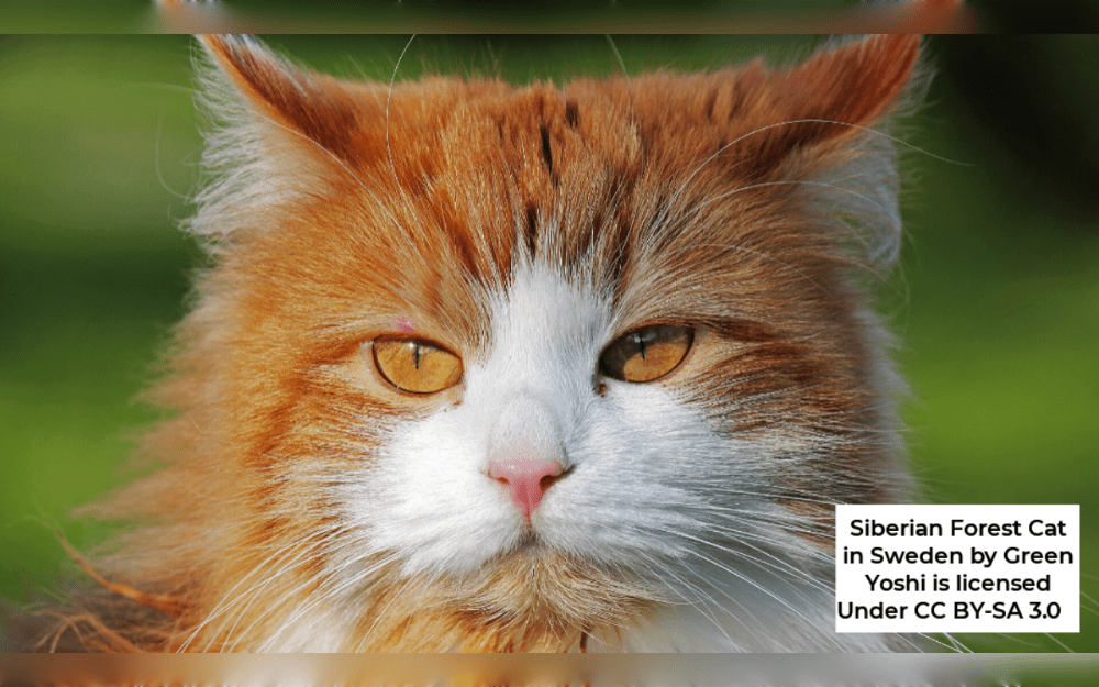 The Siberian cat breed is the national cat of Russia and has its origins in Siberia.This is a medium-sized to large, sturdy, semi-long-haired cat breed.They have a thick undercoat, water-resistant top hair, and semi-long fur.They have black, blue, sable, and cream coats.