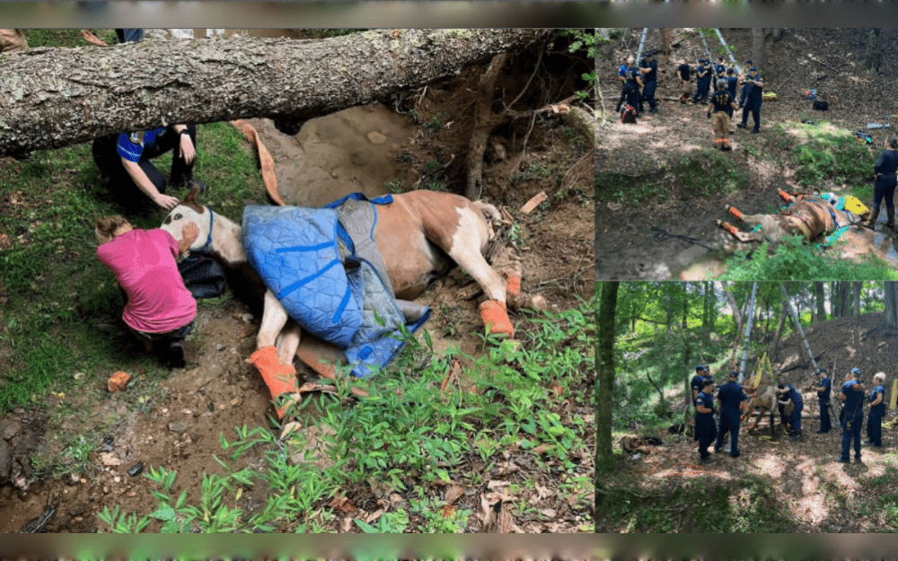 A 725 kg (1,600-pound) horse that got stuck in a Forsyth County creek bed on August 4 was set free by the Forsyth County Fire Department and Cherokee County Fire & Emergency Services of Georgia, United States. 