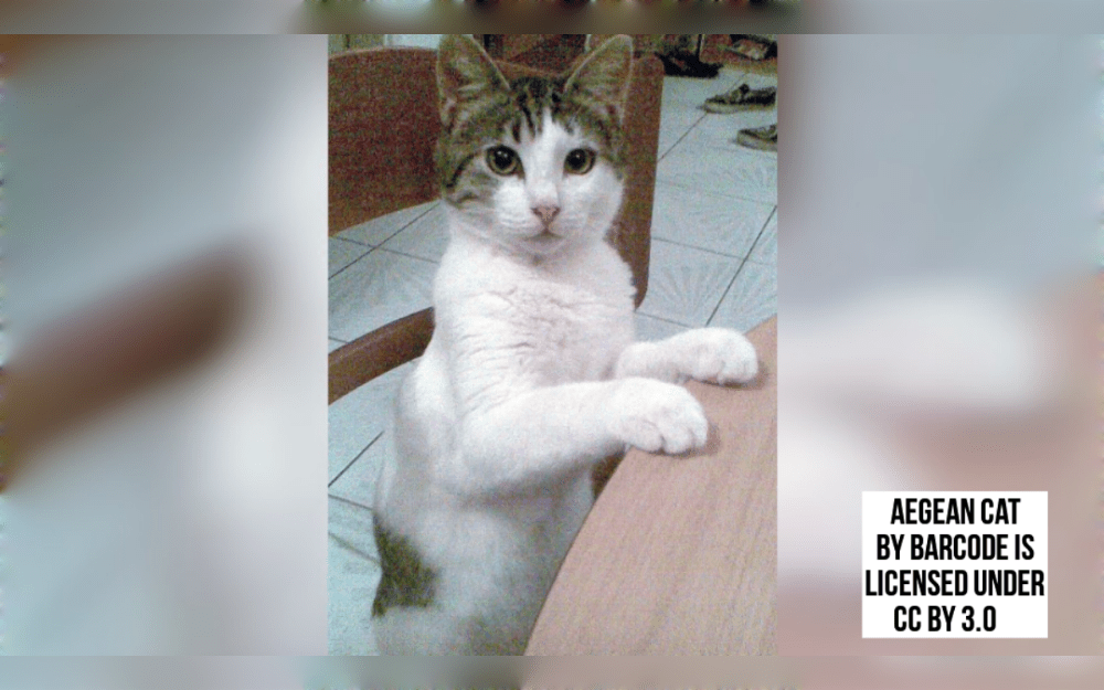 Originating in the Greek Cycladic Islands, the Aegean cat is medium in size and has a robust, muscular body. They are semi-long-haired. They have yellow or green eyes that are shaped like almonds.