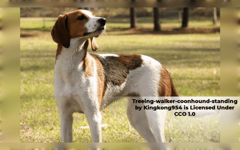 The English Foxhound is the descendant of the Treeing Walker Coonhound.Their short, glossy, silky coat is dense.Tan, black, and white make up the coat's color scheme. The most common color could be either black or white. 