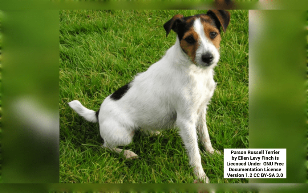 The British small sized hunting dog breed known as the Parson Russell Terrier known for their long legs and agility, Their short double coat can be smooth or rough, and its colors might be solid white or white with black, tan, or tri-colored patterning.