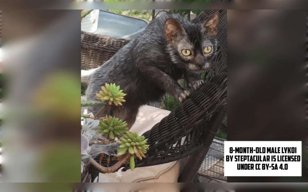 A natural mutation of a domestic shorthair cat is the Lykoi Cat.The cat breed has a thin, single coat with little to no hair on the paws, nose, eyes, or underbelly.The breed name, which comes from the Greek word for wolves, refers to the cat's appearance, which many believe to be similar to a small werewolf.