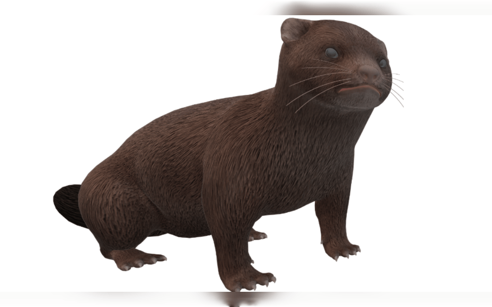 On August 12 overnight, over 1,500 mink escaped from a farm in Oregon, United States. At Cascade Farm in Turner, Oregon, a suspected intruder purposefully broke open a portion of fence, causing the animals to be released.