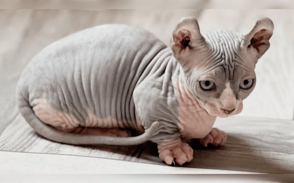 The Sphynx, Munchkin, and American Curl are crossed to develop Dwelf Cats with hairless coat, short legs, and curled ears. Although some Dwelf cats have a very thin layer of hair on their tail, ear tips, paws, and nose, most Dwelf cats are hairless and wrinkled. The hairless coat colors include light pink, black. 