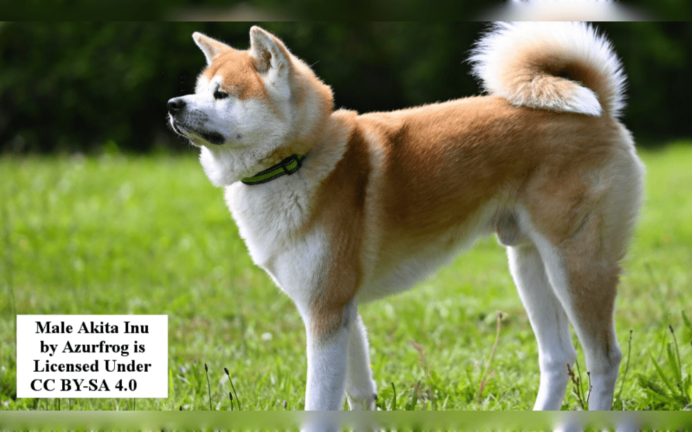 One of the most popular large sized native dog breeds in Japan, the Akita Inu, originated in Akita Prefecture.Their coats colors include  black, brown, fawn, red, silver, and white. They have double coats. 