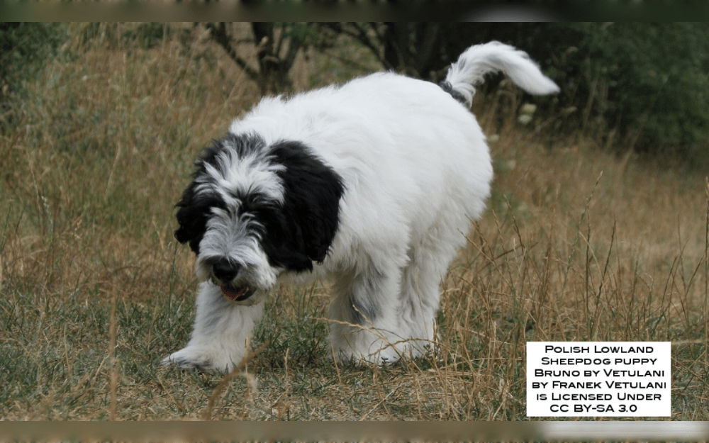 Polish Lowland Sheepdogs are medium sized compact, strong dogs with long, thick coats and robust muscles originated in Poland.They are intelligent, loyal and affectionate. They're good with children and other pets.