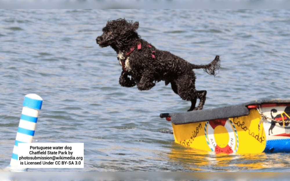 The Portuguese Water Dog or Porties a medium sized dog breed is a curly-coated, athletic companion tha originally developed to help Portuguese fisherman retrieve equipment, herd fish and act as messengers between boats and the shore.