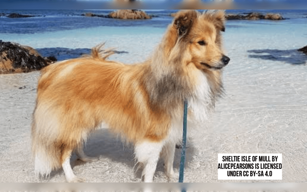 The Shetland Sheepdog or Sheltie has its origins in the Isles of Shetland, which are located off Scotland's northeast coast.The breed graceful, balanced, and agile.Its long, harsh outer coat and its dense, soft undercoat make up its double coat.Sable and white, tricolor, blue merle, black and white, black and tan are some of the colors of their coats.