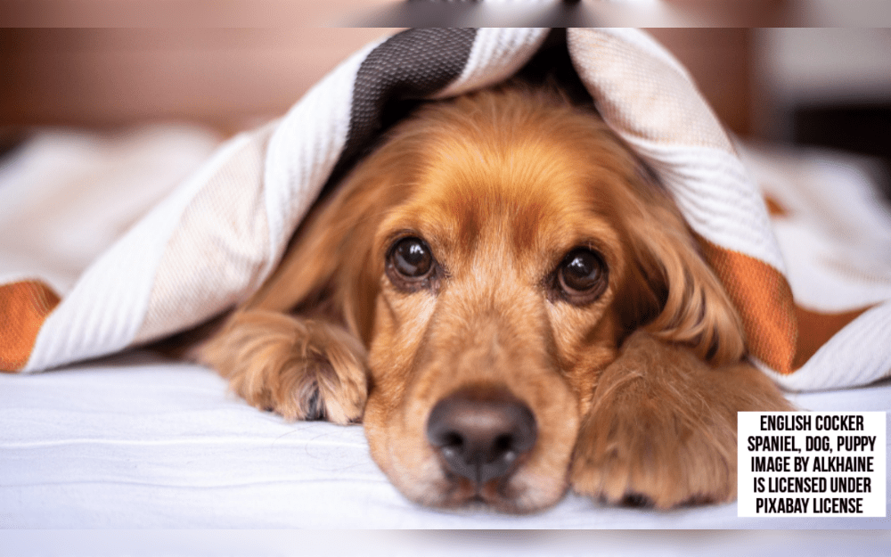 The medium-sized sporting dog breed known as the Cocker Spaniel was originally breed to flush and retrieve game birds.They have long, straight coats. Their colors include cream, tan, red, black, and a combination of tan and white. 