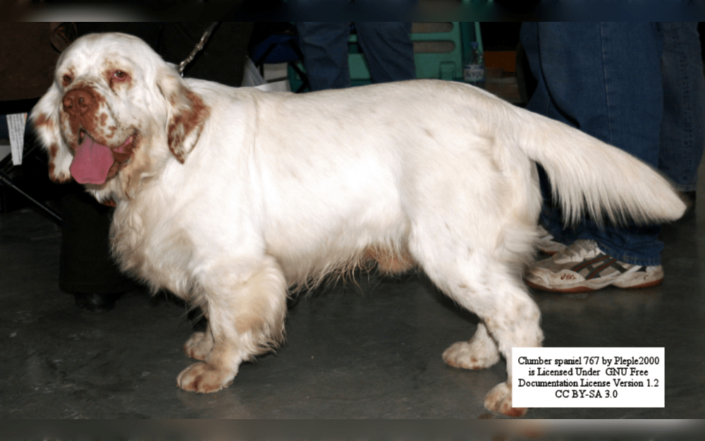 The Clumber Spaniel has a robust build, large bones, and a strong chest.The straight, soft coat of the Clumber Spaniel is medium in length. Coats are flat and thick.The coat is mostly white with sporadic orange or lemon markings on the legs, ears, and face. 