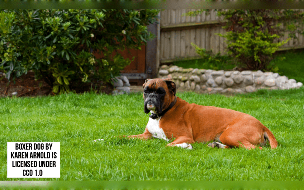 Boxers love to spend time with their owners and were originally developed to be working dogs.They are loyal and Athletic.They get along well with kids. Boxers are large, short-haired dogs.