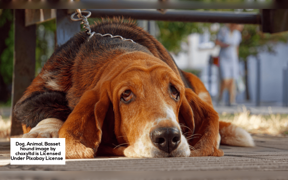 The Basset Hound originated in France, however it developed in England.These dogs have wrinkled foreheads, long, flowing ears, and domed heads.