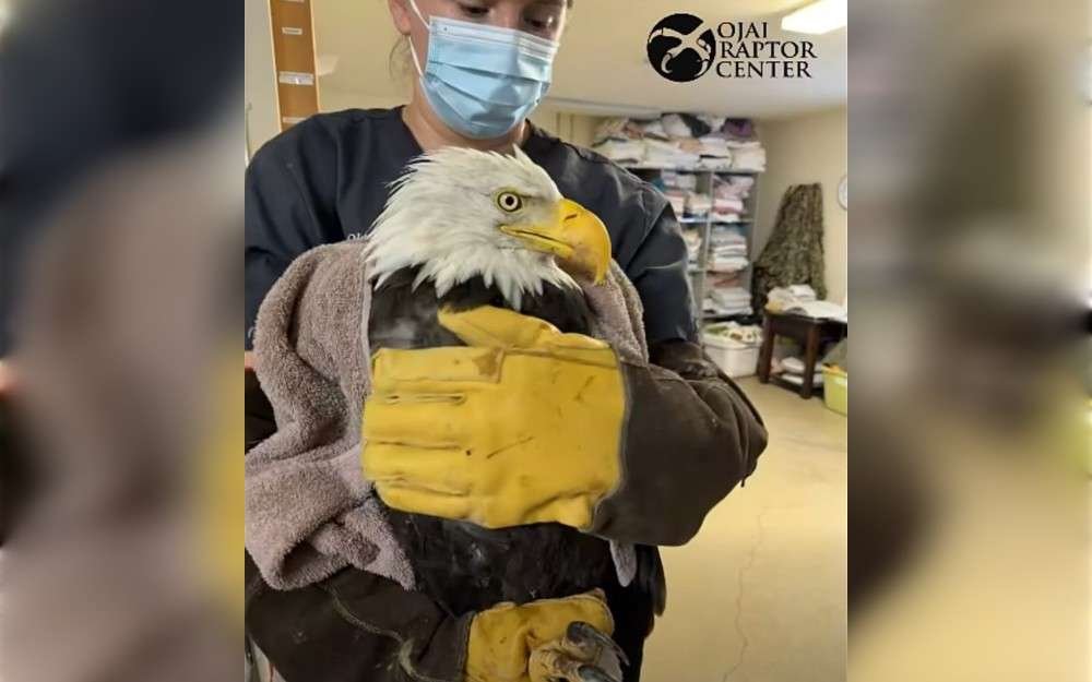 As the online community mourn tragic death of Jackie the bald eagle, donations to the Ojai Raptor Center, Los Angeles, California, continue on Monday. The 14-year-old eagle, one half of the celebrated wildlife couple Jackie and Shadow, was broadcast to millions of people through live nest cameras installed by Friends of Big Bear Valley.