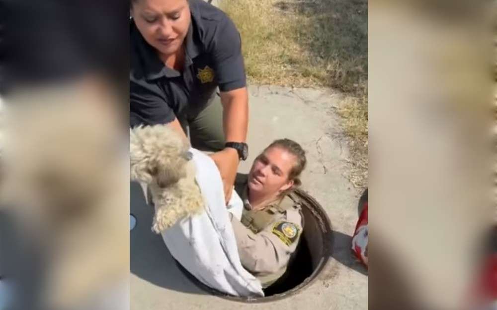 On August 10, San Diago County Animal Services officers rescued a missing dog from a storm drain in Spring Valley.After going missing for over a month, Teddy, a 7-year-old Maltipoo, was rescued.
