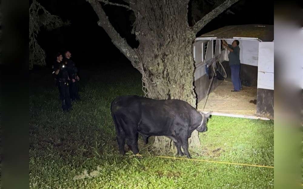 After a wandering bull's escape onto Highway 35 in Half Moon Bay, traffic was halted by California Highway Patrol officers and San Mateo County Sheriff's deputies. 