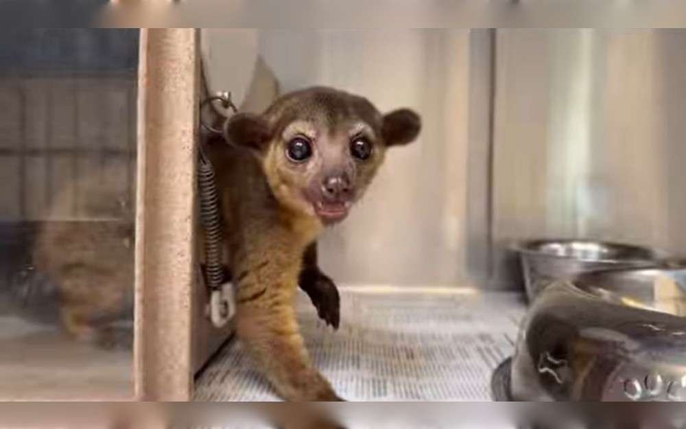 On August 20 afternoon, North Richland Hills police in Texas rescued a little exotic animal identified by experts as a kinkajou, a small mammal native to the tropical forests of Central and South America that was seeking shelter from the heat outside a pizzeria.