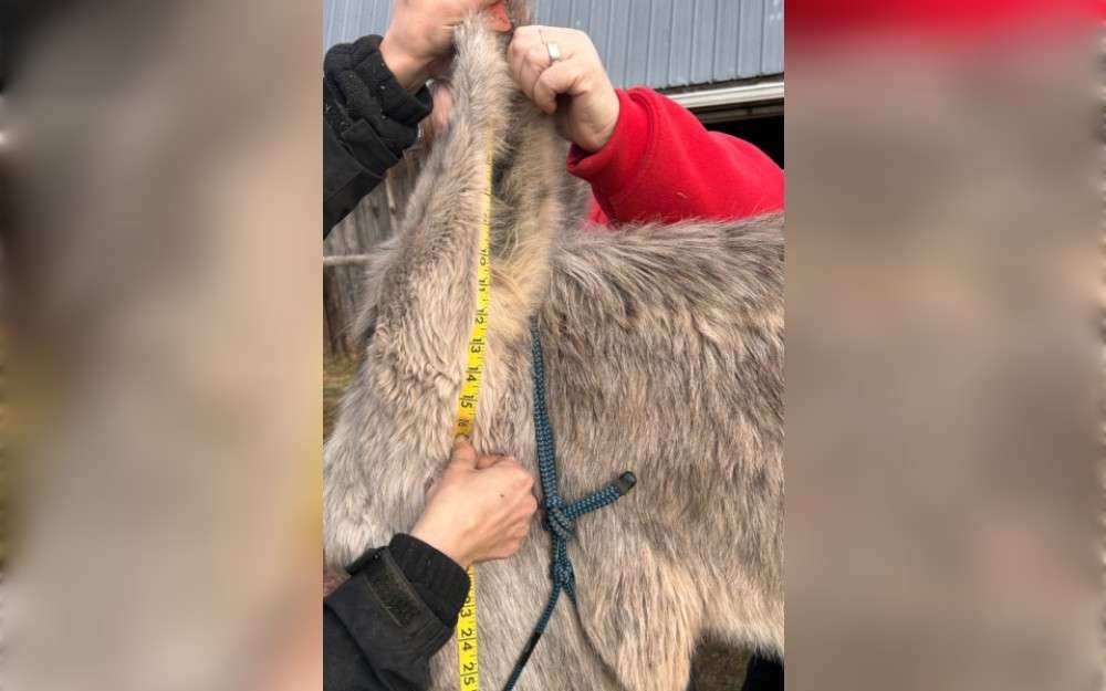 At 17.12 inches (43.50 cm), Hank, a 16-year-old farm animal from Muncy, Pennsylvania, USA, holds the Guinness World Records title for the longest ears on a living donkey, around 1.5 inches (3.3 cm) longer than the previous record holder, Hope the donkey from Byron, Georgia. 
