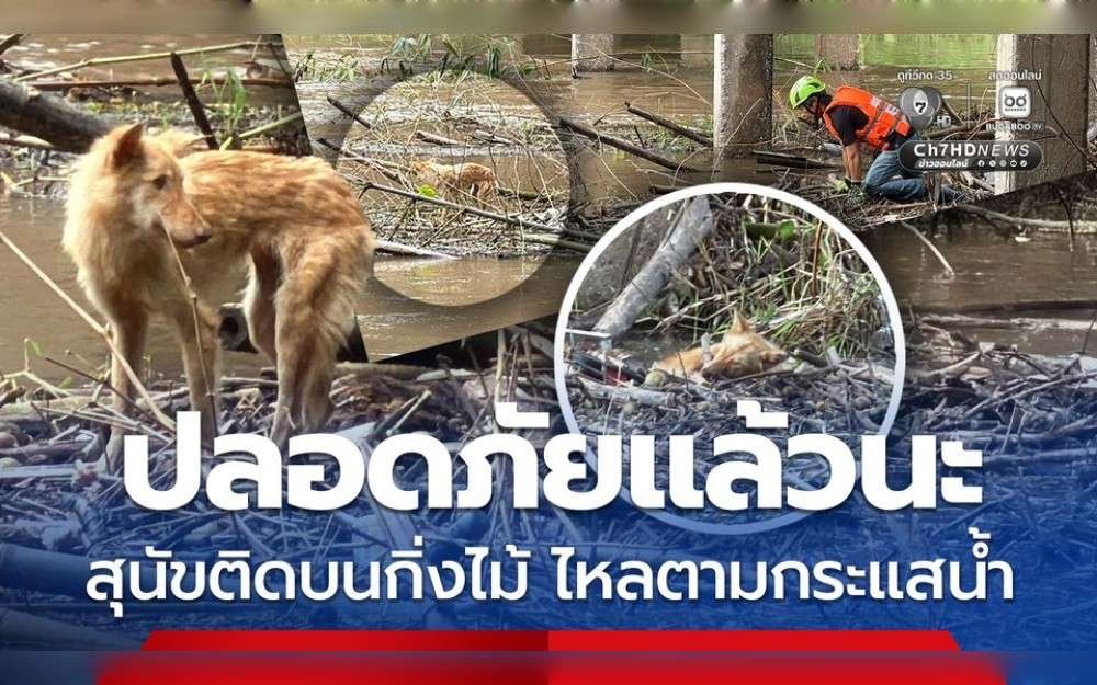 In Soi Hin Dad, Sarika Subdistrict, Mueang Nakhon Nayok District, Nakhon Nayok Province, Thailand, rescue personnel from Sarika Subdistrict, Thailand, raced to help a stray brown dog that was emaciated and lying on a pile of debris that had been carried by the current and was stuck close to the bridge piers.