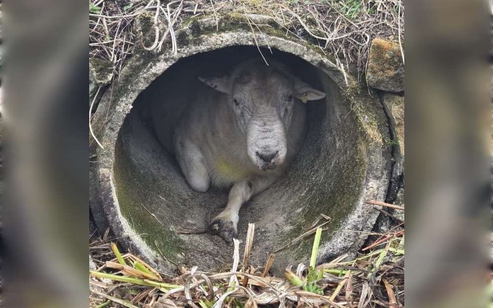 The Somerton Fire Station crew of the Devon and Somerset Fire and Rescue Service in England received a report about a ram that had become trapped inside a concrete pipe. According to Somerton Fire Station social media page, when the firefighters arrived, they found Rambo, a 100 kilogram ram, firmly jammed inside the pipe.