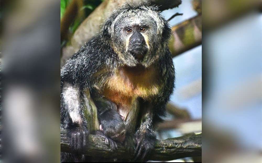 The birth of the first white-faced saki monkey is being celebrated at the Akron Zoo, Ohio, United States.The zoo said the baby was born on September 18 to his mother, Clementine, cleaveland19.com reports.