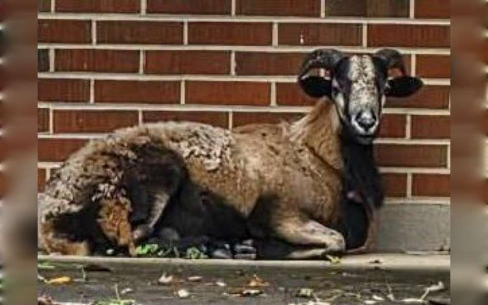 A ram has reportedly been spotted near by, according to the City of Trotwood,Ohio.The city reports that the ram has recently been seen in several areas of the neighborhood.City officials have asked the public to exercise caution and avoid approaching the ram.