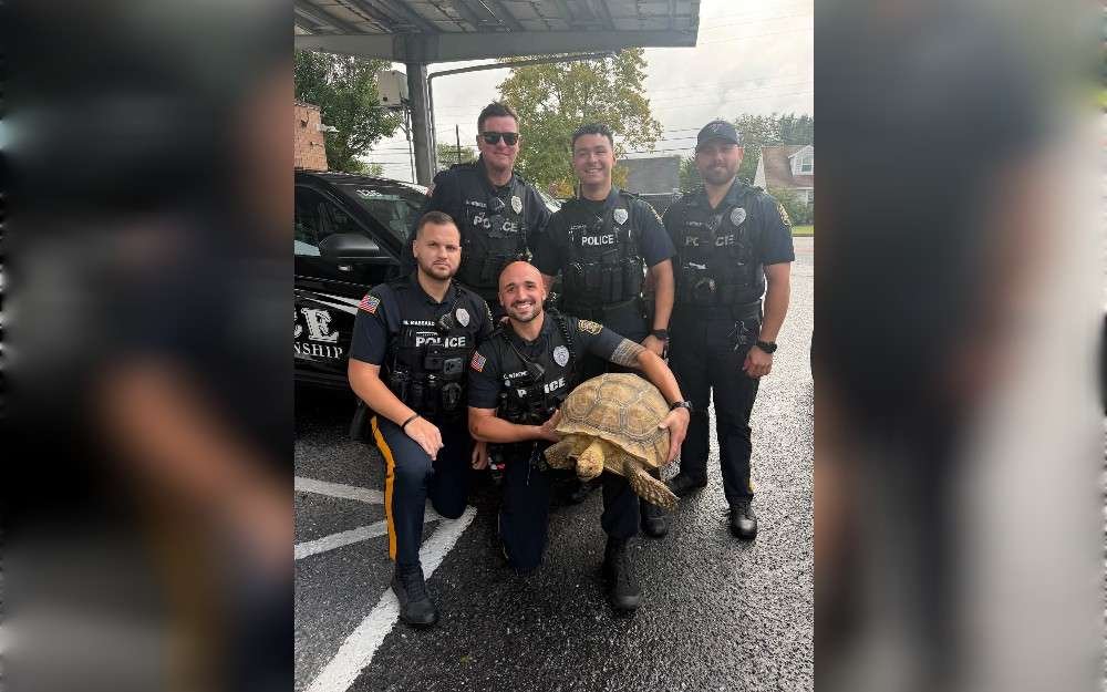 The Monroe Township Police Department found a tortoise straying near the Academy Street and Church Street.
in Gloucester County, New Jersey, United States.