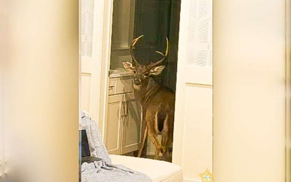 Recently, a buck wandered into a Florida man's home, used the restroom, and swam in the pool while deputies tried to take it out, resulting in a chaotic incident.According to the St. Johns County Sheriff's Office, when deputies arrived at the residence on August 23, they found a big buck in the restroom.