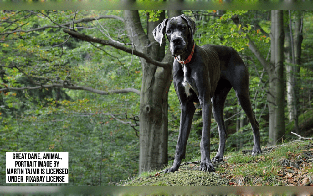 The Great Dane is a working dog breed that developed in Germany and was used for boar hunting.Black, black and white, blue, brindle, fawn, harlequin, mantle, merle, and white are some of their coat colors.