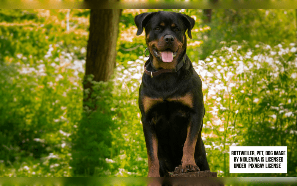 Rottweilers are large, strong, and intelligent dogs.The outer layer of a double coat is composed of medium-length hair that is dense, coarse, flat, and water-resistant.Rottweilers have markings that range from rust to mahogany, and they are usually black. 