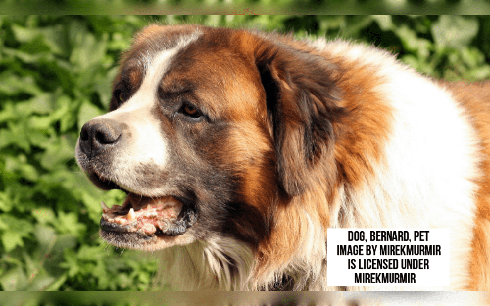 Switzerland's national dog, the St. Bernard is named after The monk who founded a hospice to care for travelers on the dangerous paths over the Swiss Alps in the tenth century.  